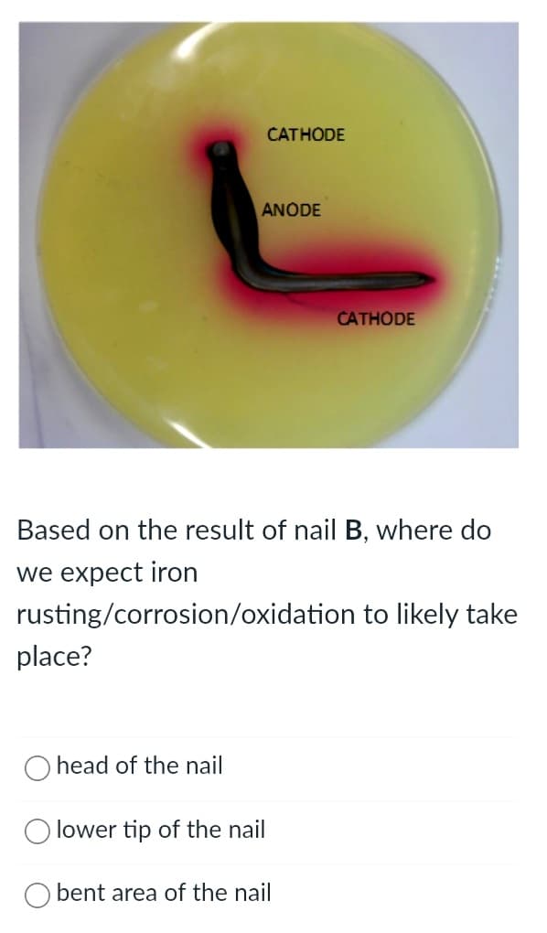 CATHODE
ANODE
CATHODE
Based on the result of nail B, where do
we expect iron
rusting/corrosion/oxidation to likely take
place?
O head of the nail
lower tip of the nail
O bent area of the nail
