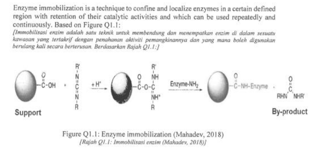 Enzyme immobilization is a technique to confine and localize enzymes in a certain defined
region with retention of their catalytic activities and which can be used repeatedly and
continuously. Based on Figure Q1.1:
[Immobilisasi enzim adalah satu teknik untuk membendung dan menempatkan enzim di dalam sesuatu
kawasan yang tertakrif dengan penahanan aktiviti pemangkinannya dan yang mana boleh digunakan
berulang kali secara berterusan. Berdasarkan Rajah Q1.1:]
O=0
-C-OH +
Support
R₁
-N-C-N-
+H"
0 NH
-C-0-C
NH'
R
Enzyme-NH₂
Figure Q1.1: Enzyme immobilization (Mahadev, 2018)
[Rajah Q1.1: Immobilisasi enzim (Mahadev, 2018)]
0
-C-NH-Enzyme
+
O=U
RHN NHR
By-product
