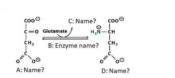 cooo
C: Name?
cooe
C=0 Glutamate
H,N- CH
CH2
B: Enzyme name?
CH2
00
A: Name?
D: Name?
