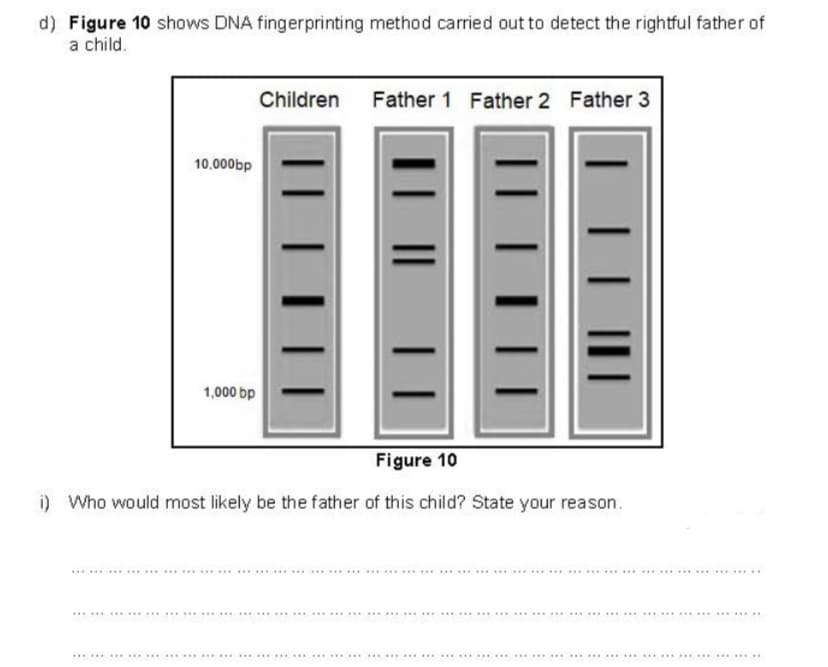 d) Figure 10 shows DNA fingerprinting method carried out to detect the rightful father of
a child.
Children
Father 1 Father 2 Father 3
10.000bp
1,000 bp
Figure 10
i) Who would most likely be the father of this child? State your reason.
. ......... ..... .
. ... ..
.. ....... . .
..... .......
......
.........
.....................
...
...
......
...... ...
...
...............
...
...... ...
......
...
...
...

