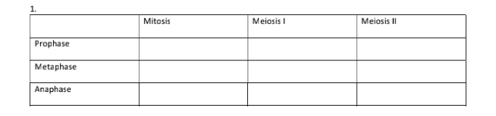 Mitosis
Meiosis I
Meiosis II
Prophase
Metaphase
Anaphase

