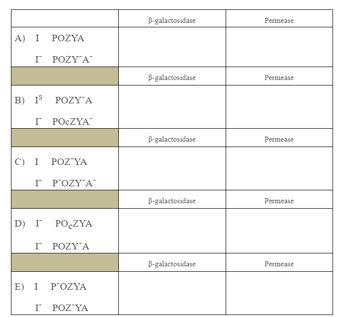 B-galactosidase
Permease
A) I POZYA
ΓΡΟΖΥΑ
B-galactosidase
Permease
Β) 1 ΡΟΖΥΤΑ
I POCZYA
B-galactosidase
Permease
C) I POZYA
I P'OZY A
B-galactosidase
Permease
D) I PO̟ZYA
ΓΡΟΖΥΑ
B-galactosidase
Permease
E) I P'OZYA
I POZ YA
