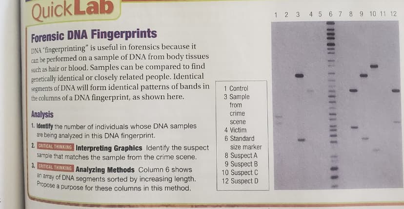Quick Lab
1 2 3 4 5 6 7 8 9 10 11 12
Forensic DNA Fingerprints
DNA “fingerprinting" is useful in forensics because it
can be performed on a sample of DNA from body tissues
such as hair or blood. Samples can be compared to find
genetically identical or closely related people. Identical
segments of DNA will form identical patterns of bands in
the columns of a DNA fingerprint, as shown here.
1 Control
3 Sample
from
Analysis
crime
scene
1. Identify the number of individuals whose DNA samples
are being analyzed in this DNA fingerprint.
4 Victim
6 Standard
2. CRITICAL THINKING Interpreting Graphics Identify the suspect
sample that matches the sample from the crime scene.
3. CAITICAL THINKING Analyzing Methods Column 6 shows
an array of DNA segments sorted by increasing length.
Fropose a purpose for these columns in this method.
size marker
8 Suspect A
9 Suspect B
10 Suspect C
12 Suspect D
