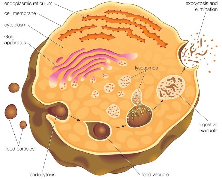 endoplasmic reticulum
exocytosis and
elimination
cell membrane
cytoplasm
Golgi
apparatus
lysosomes
digestive
vacuole
food particles
endocytosis
food vacuole
