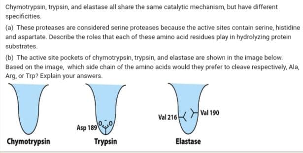 Chymotrypsin, trypsin, and elastase all share the same catalytic mechanism, but have different
specificities.
(a) These proteases are considered serine proteases because the active sites contain serine, histidine
and aspartate. Describe the roles that each of these amino acid residues play in hydrolyzing protein
substrates.
(b) The active site pockets of chymotrypsin, trypsin, and elastase are shown in the image below.
Based on the image, which side chain of the amino acids would they prefer to cleave respectively, Ala,
Arg, or Trp? Explain your answers.
Val 190
Val 216
Asp 189
Chymotrypsin
Trypsin
Elastase
