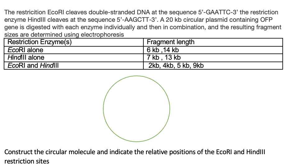 The restricition EcoRI cleaves double-stranded DNA at the sequence 5'-GAATTC-3' the restriction
enzyme Hindll cleaves at the sequence 5'-AAGCTT-3'. A 20 kb circular plasmid containing OFP
gene is digested with each enzyme individually and then in combination, and the resulting fragment
sizes are determined using electrophoresis
Restriction Enzyme(s)
ECORI alone
Fragment length
6 kb ,14 kb
7 kb , 13 kb
2kb, 4kb, 5 kb, 9kb
Hindlll alone
EcoRI and Hindll
Construct the circular molecule and indicate the relative positions of the EcoRI and Hindlll
restriction sites
