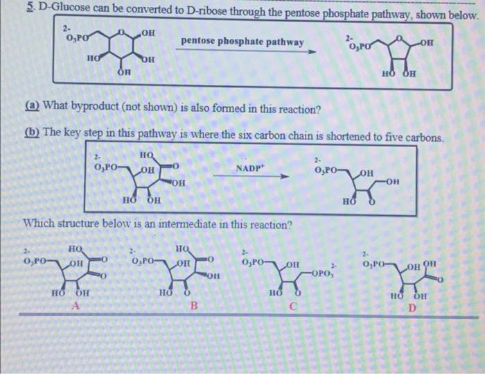 5 D-Glucose can be converted to D-ribose through the pentose phosphate pathway, shown below.
2-
0,PO
pentose phosphate pathway
O,PO
HO
HO QH
(a) What byproduct (not shown) is also formed in this reaction?
(b) The key step in this pathway is where the six carbon chain is shortened to five carbons.
2-
HO
2-
O,PO-
NADP
O,PO-
OH
Which structure below is an intermediate in this reaction?
но
HO
2-
2-
O,PO-
O,PO-
O,PO-
OH
O,PO-
OPO
но
HO
D
