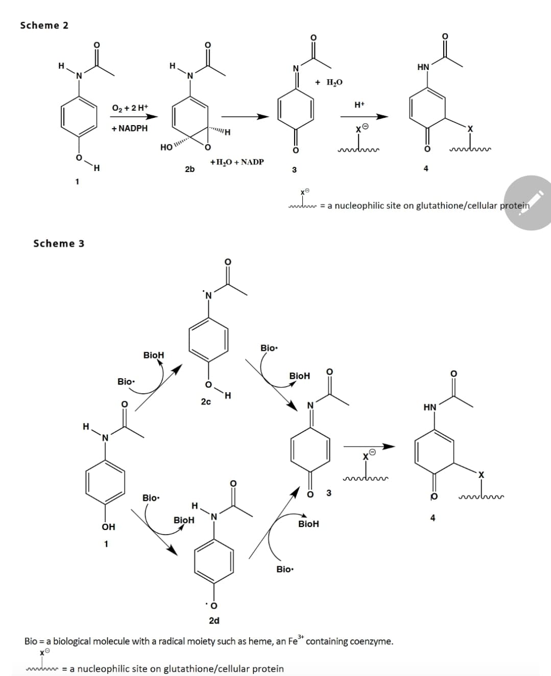 Scheme 2
HN
+ H20
H+
02 + 2 H+
+ NADPH
HO
+H20 + NADP
2b
3
mhm = a nucleophilic site on glutathione/cellular protein
Scheme 3
Bio:
BioH
BioH
Bio•
20
HN
3
Bio•
BioH
4
OH
BioH
1
Bio•
2d
Bio = a biological molecule with a radical moiety such as heme, an Fe" containing coenzyme.
wwm =a nucleophilic site on glutathione/cellular protein
O:
