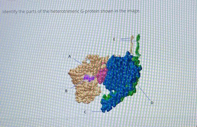 Identify the parts of the heterotrimeric G-protein shown in the image.
B
