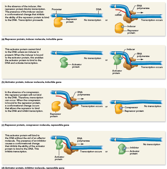 RNA
polymerase
In the absence of the Inducer, this
roprossor proteln blocks transcription.
The presence of the Inducer causes
a conformational chango that Inhbits
the ability of the ropressor protaln to bind
to the DNA. Transcription proceeds.
Promoter
DNA
MRNA
- Repressor
proten
No transcription
Transcription occurs
or
-Inducer
-Repressor
protaln
(e) Repressor protaln, Inducer molocula, Inducible gene
This activator protein carnot bind
to the DNA unless an Inducer is
present. When the Inducer is bound
to the activator protein, this enables
the activator protain to bind to the
DNA and activate transcription.
Inducer
RNA
polymerase
No transcription
or
Activator
proten
Transcription occurs
Activator
protein
(b) Activator protain, Inducer molecule, Inducible gene
In the absence of a corapressor,
this repressor protein wil not bind
to the DNA. Therofore, transcription
can occur. When the coropressor
Is bound to the repressor protein,
a conformational change occurs
that allows the repressor to bind
to the DNA and inhbit transcription.
RNA
polymerase
Transcription occurs or
No transcription
Corepressor
-Repressor protein
Ropressor
protein
(c) Repressor protein, corepressor molecule, repressible gene
This activator protein will bind to
the DNA without the ald of an offoctor
molecule. The prosence of an Inhibitor
causes a conformational chango
that Inhibits the ability of the activator
protein to bind to the DNA This
Inhibits transcription.
RNA
polymerase
No transcription
-Inhibitor
Transcription occurs
Activator
or
protein
Activator
proteh
(d) Activator protein, Inhibitor molecule, repressible gene
