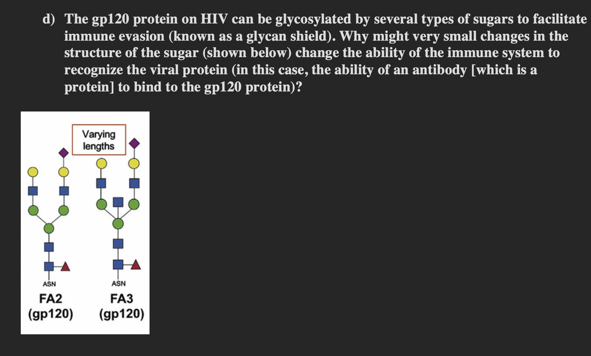 d) The gp120 protein on HIV can be glycosylated by several types of sugars to facilitate
immune evasion (known as a glycan shield). Why might very small changes in the
structure of the sugar (shown below) change the ability of the immune system to
recognize the viral protein (in this case, the ability of an antibody [which is a
protein] to bind to the gp120 protein)?
ASN
FA2
(gp120)
Varying
lengths
ASN
FA3
(gp120)