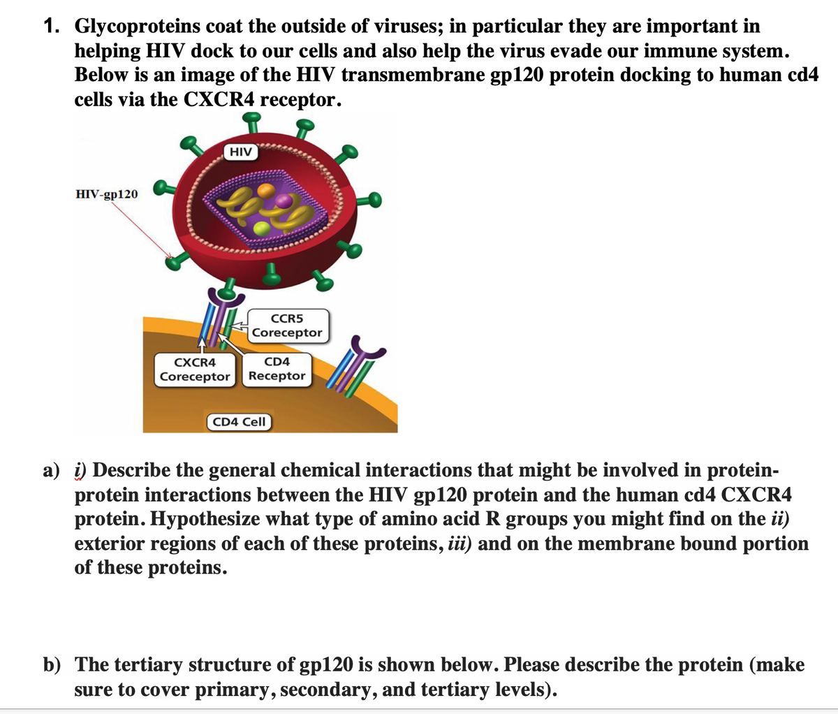 1. Glycoproteins coat the outside of viruses; in particular they are important in
helping HIV dock to our cells and also help the virus evade our immune system.
Below is an image of the HIV transmembrane gp120 protein docking to human cd4
cells via the CXCR4 receptor.
HIV-gp120
HIV
CXCR4
Coreceptor
CCR5
Coreceptor
CD4
Receptor
CD4 Cell
a) i) Describe the general chemical interactions that might be involved in protein-
protein interactions between the HIV gp120 protein and the human cd4 CXCR4
protein. Hypothesize what type of amino acid R groups you might find on the ii)
exterior regions of each of these proteins, iii) and on the membrane bound portion
of these proteins.
b) The tertiary structure of gp120 is shown below. Please describe the protein (make
sure to cover primary, secondary, and tertiary levels).
