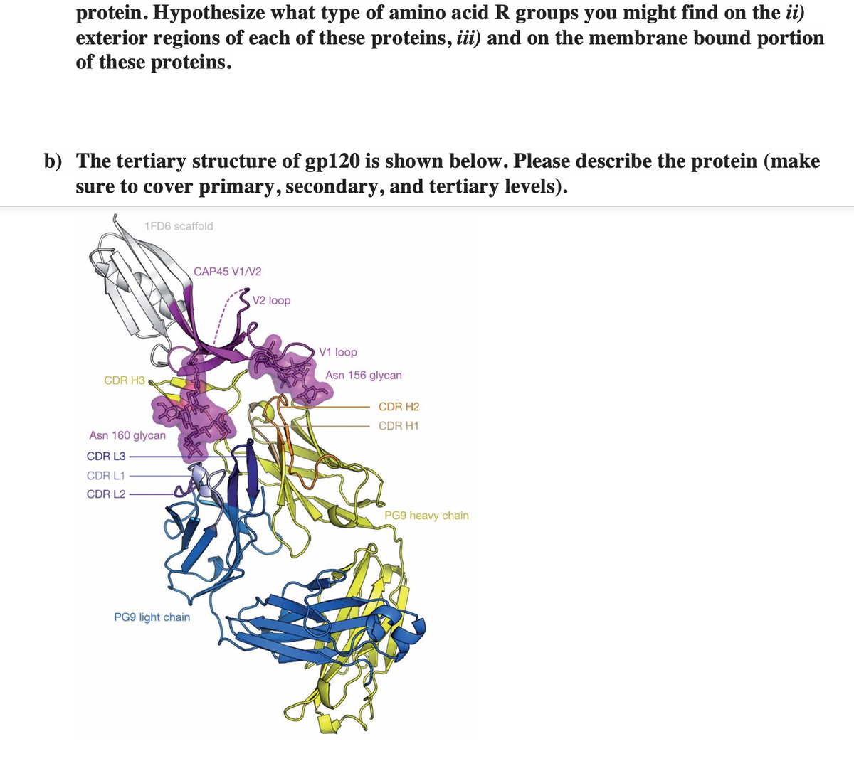 protein. Hypothesize what type of amino acid R groups you might find on the ii)
exterior regions of each of these proteins, iii) and on the membrane bound portion
of these proteins.
b) The tertiary structure of gp120 is shown below. Please describe the protein (make
sure to cover primary, secondary, and tertiary levels).
CDR H3
1FD6 scaffold
Asn 160 glycan
CDR L3
CDR L1
CDR L2
PG9 light chain
CAP45 V1/V2
V2 loop
V1 loop
Asn 156 glycan
CDR H2
CDR H1
PG9 heavy chain