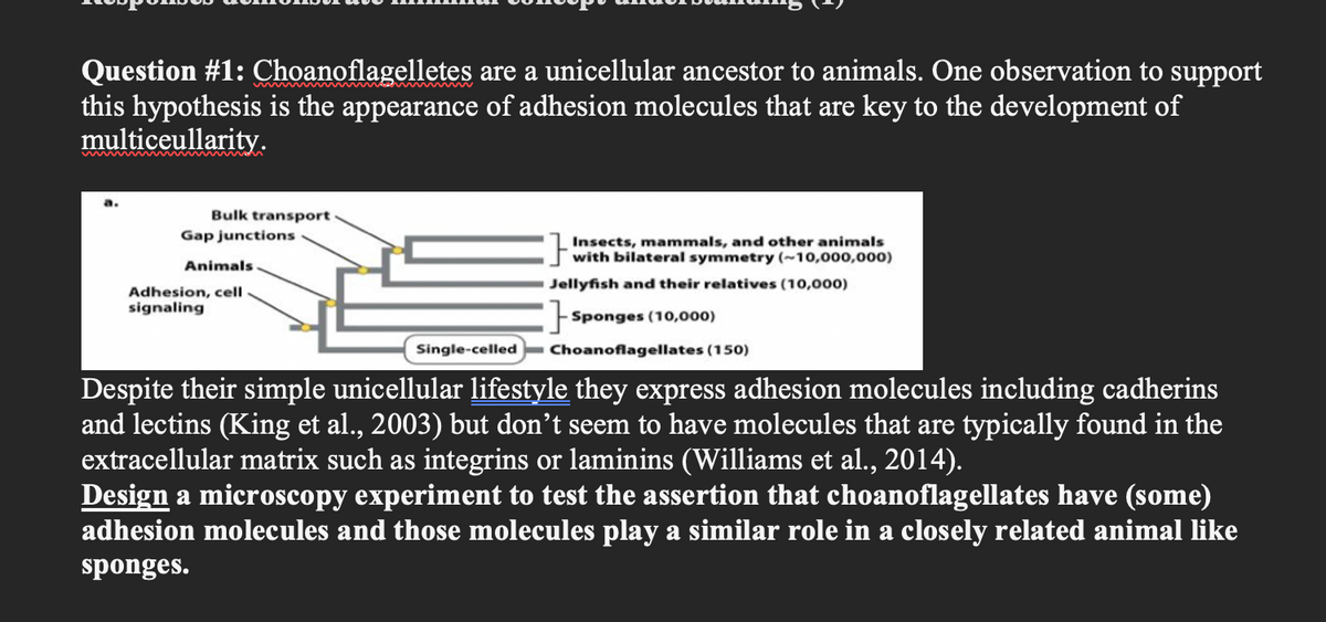 Question #1: Choanoflagelletes are a unicellular ancestor to animals. One observation to support
this hypothesis is the appearance of adhesion molecules that are key to the development of
multiceullarity.
Bulk transport
Gap junctions
Animals.
Adhesion, cell
signaling
Single-celled
:}
Insects, mammals, and other animals
with bilateral symmetry (~10,000,000)
Jellyfish and their relatives (10,000)
} Sponges (10,000)
Choanoflagellates (150)
Despite their simple unicellular lifestyle they express adhesion molecules including cadherins
and lectins (King et al., 2003) but don't seem to have molecules that are typically found in the
extracellular matrix such as integrins or laminins (Williams et al., 2014).
Design a microscopy experiment to test the assertion that choanoflagellates have (some)
adhesion molecules and those molecules play a similar role in a closely related animal like
sponges.
