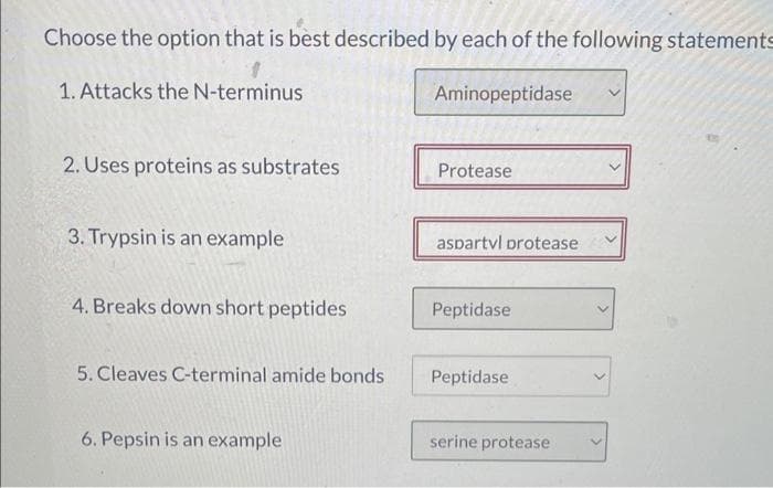 Choose the option that is best described by each of the following statements
1
1. Attacks the N-terminus
2. Uses proteins as substrates
3. Trypsin is an example
4. Breaks down short peptides
5. Cleaves C-terminal amide bonds
6. Pepsin is an example
Aminopeptidase
Protease
aspartvl protease
Peptidase
Peptidase
serine protease
