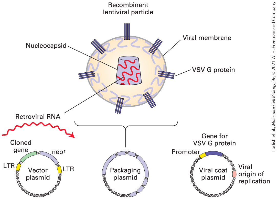 Recombinant
lentiviral particle
Viral membrane
Nucleocapsid-
VSV G protein
Retroviral RNA
Gene for
Cloned
VSV G protein
gene
neor
Promoter
LTR
Viral
LTR
Packaging
plasmid
Vector
Viral coat
origin of
replication
plasmid
plasmid
Lodish et al., Molecular Cell Biology, 9e, © 2021 W. H. Freeman and Company

