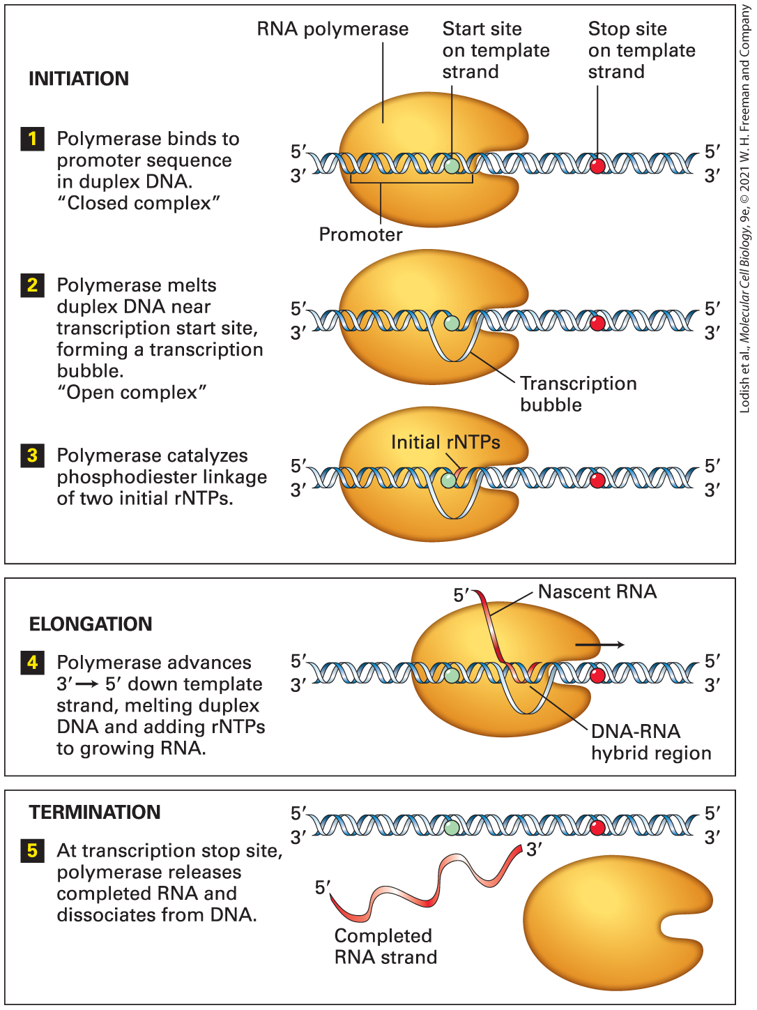 Stop site
on template
strand
RNA polymerase
Start site
on template
strand
INITIATION
1 Polymerase binds to
promoter sequence
in duplex DNA.
"Closed complex"
3'
Promoter
2 Polymerase melts
duplex DNA near
transcription start site,
forming a transcription
bubble.
5-
3'
Transcription
bubble
"Open complex"
Initial rNTPs
3 Polymerase catalyzes
5-
phosphodiester linkage
3'
5'
3'
of two initial rNTPs.
5'
Nascent RNA
ELONGATION
4 Polymerase advances
5'
3-5' down template MamNMn
3'
strand, melting duplex
DNA and adding rNTPs
to growing RNA.
DNA-RNA
hybrid region
TERMINATION
5'
5'
MMの
3'
5 At transcription stop site,
polymerase releases
completed RNA and
dissociates from DNA.
3'
5'
Completed
RNA strand
Lodish et al., Molecular Cell Biology, 9e, © 2021 W. H. Freeman and Company
