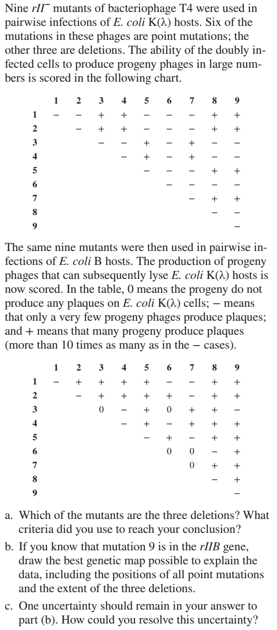 Nine rII mutants of bacteriophage T4 were used in
pairwise infections of E. coli K(^) hosts. Six of the
mutations in these phages are point mutations; the
other three are deletions. The ability of the doubly in-
fected cells to produce progeny phages in large num-
bers is scored in the following chart.
2
3
4
5
6.
3
4
6.
The same nine mutants were then used in pairwise in-
fections of E. coli B hosts. The production of progeny
phages that can subsequently lyse E. coli K(1) hosts is
now scored. In the table, 0 means the progeny do not
produce any plaques on E. coli K(^) cells; – means
that only a very few progeny phages produce plaques;
and + means that many progeny produce plaques
(more than 10 times as many as in the – cases).
3
4
6.
8.
3
4
6.
a. Which of the mutants are the three deletions? What
criteria did you use to reach your conclusion?
b. If you know that mutation 9 is in the rIIB gene,
draw the best genetic map possible to explain the
data, including the positions of all point mutations
and the extent of the three deletions.
c. One uncertainty should remain in your answer to
part (b). How could you resolve this uncertainty?
+ + + +
