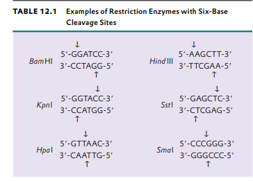 TABLE 12.1 Examples of Restriction Enzymes with Six-Base
Cleavage Sites
5'-GGATCC-3'
5'-AAGCTT-3
BamHI 3'-CCTAGG-5'
Hind II
3'-TTCGAA-5'
5'-GGTACC-3'
5'-GAGCTC-3'
Kpnl
Sstl
3'-CCATGG-5'
3'-CTCGAG-5'
5'-GTTAAC-3'
5'-CCCGGG-3'
Hpal
Smal
3'-CAATTG-5'
3'-GGGCCC-5'
