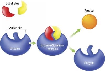 Substrates
Active site
Enzyme
Enzyme-Substrate
complex
Product
Enzyme