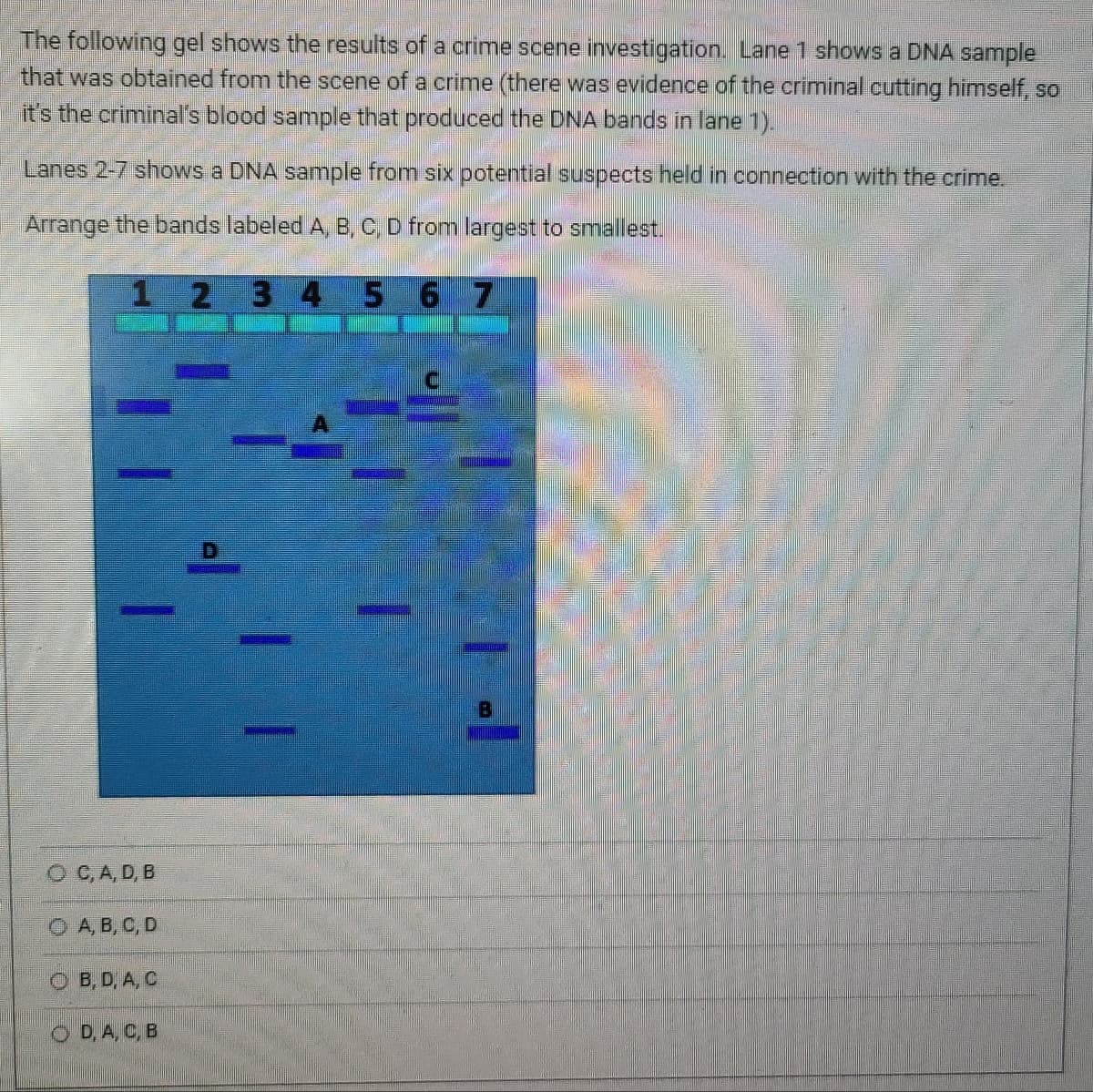 The following gel shows the results of a crime scene investigation. Lane 1 shows a DNA sample
that was obtained from the scene of a crime (there was evidence of the criminal cutting himself, so
it's the criminal's blood sample that produced the DNA bands in lane 1).
Lanes 2-7 shows a DNA sample from six potential suspects held in connection with the crime.
Arrange the bands labeled A, B, C, D from largest to smallest.
1 2 3 4 5 6 7
OC, A, D, B
A, B, C, D
OB, D, A, C
O D, A, C, B