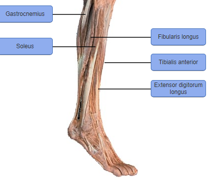 Gastrocnemius
Fibularis longus
Soleus
Tibialis anterior
Extensor digitorum
longus
