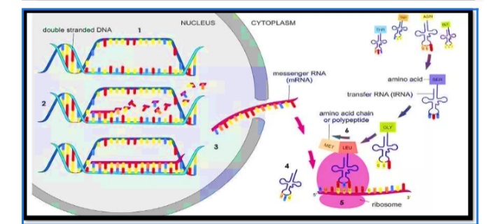 AN
NUCLEUS
CYTOPLASM
double stranded DNA
messenger RNA
(MRNA)
amino acid
transfer RNA (IRNA)
amino acid chain
or polypeptide
MET
LEU
ribosome
