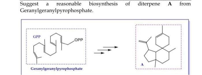 Suggest a reasonable biosynthesis of diterpene
A
Geranylgeranylpyrophosphate.
GPP
OPP
Geranylgeranylpyrophosphate
from