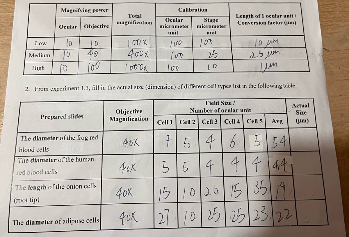 Low
Medium
Magnifying power
High
Ocular Objective
10
To
10
10
40
100
Prepared slides
The diameter of the frog red
blood cells
The diameter of the human
red blood cells
10 мм
2.3 um
Lum
2. From experiment 1.3, fill in the actual size (dimension) of different cell types list in the following table.
The length of the onion cells
(root tip)
Total
magnification
The diameter of adipose cells
100x
400x
1000x
Objective
Magnification
40x
40x
40x
40x
Calibration
Ocular
Stage
micrometer micrometer
unit
unit
100
100
00
Cell 1
100
25
10
Length of 1 ocular unit /
Conversion factor (μm)
Field Size /
Number of ocular unit
Cell 4
Cell 2 Cell 3
Cell 5
Avg
7 5 4 6 5 54
554 44 44.
15 10 20 15 35 19
27 10 25 25 23/22
Actual
Size
(μm)