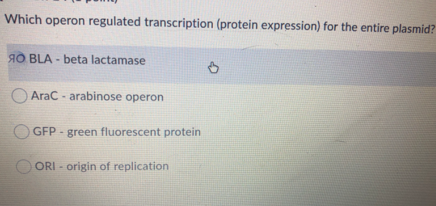 Which operon regulated transcription (protein expression) for the entire plasmid?
AO BLA - beta lactamase
O AraC - arabinose operon
GFP green fluorescent protein
ORI - origin of replication
