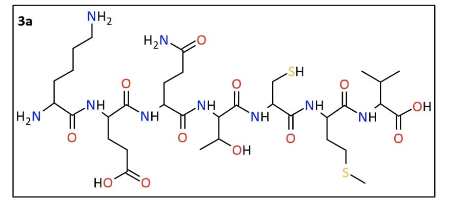 За
H₂N
0
NH₂
NH
НО
H2N.
NH
0.
0
O
NH
SH
HN
HN.
НО.
S.
NH
0
НО