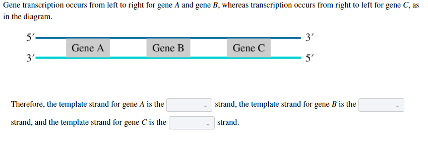Gene transcription occurs from left to right for gene A and gene B, whereas transcription occurs from right to left for gene C, as
in the diagram.
5'.
3'
Gene A
Gene B
Gene C
3'-
5'
Therefore, the template strand for gene A is the
strand, the template strand for gene B is the
strand, and the template strand for gene C is the
strand.
