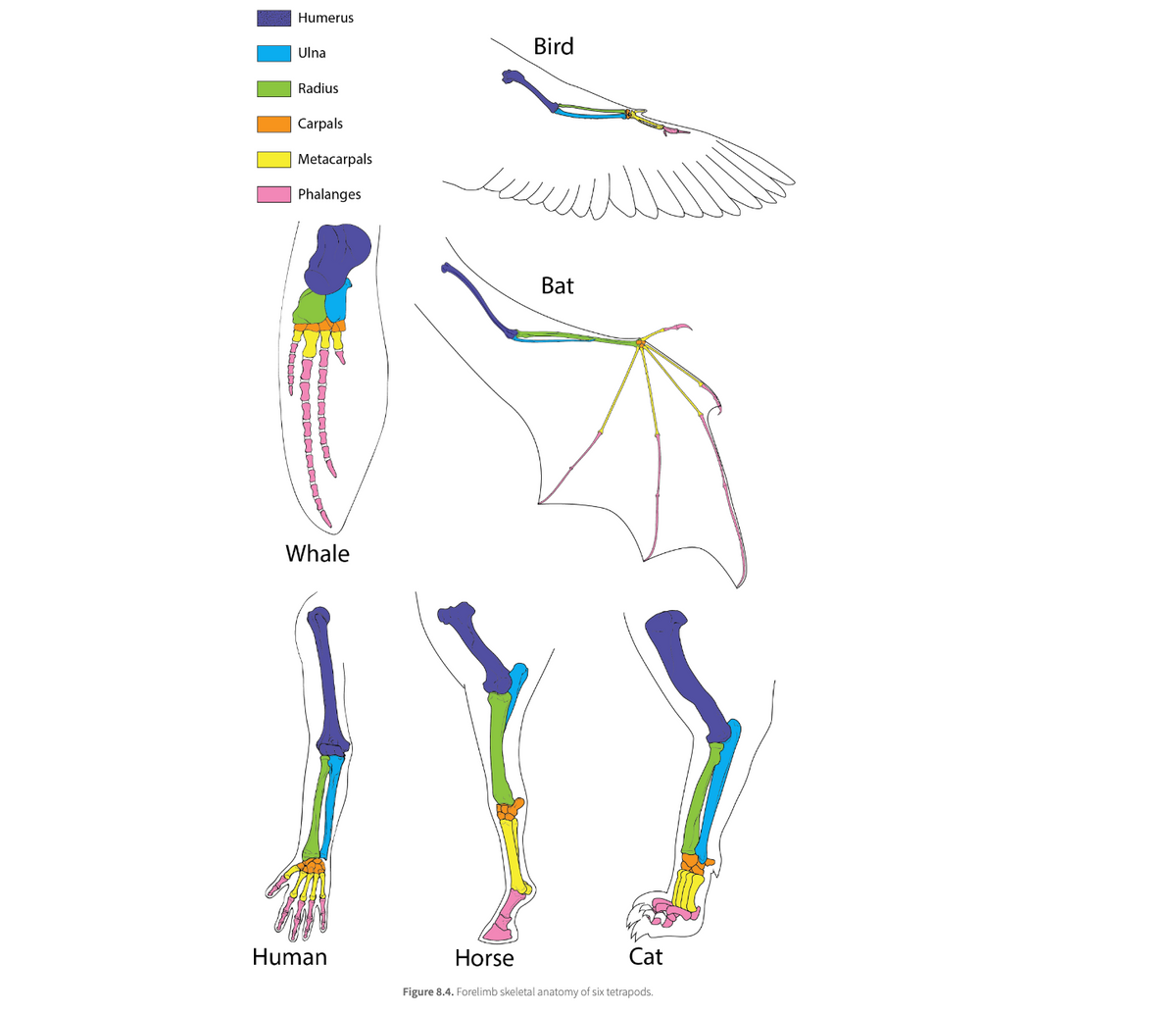 Humerus
Ulna
Radius
Carpals
Metacarpals
Phalanges
Whale
Human
سد
Bird
Bat
Cat
Horse
Figure 8.4. Forelimb skeletal anatomy of six tetrapods.