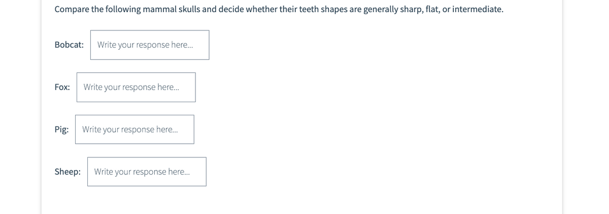 Compare the following mammal skulls and decide whether their teeth shapes are generally sharp, flat, or intermediate.
Bobcat: Write your response here...
Fox: Write your response here...
Pig: Write your response here...
Sheep: Write your response here...