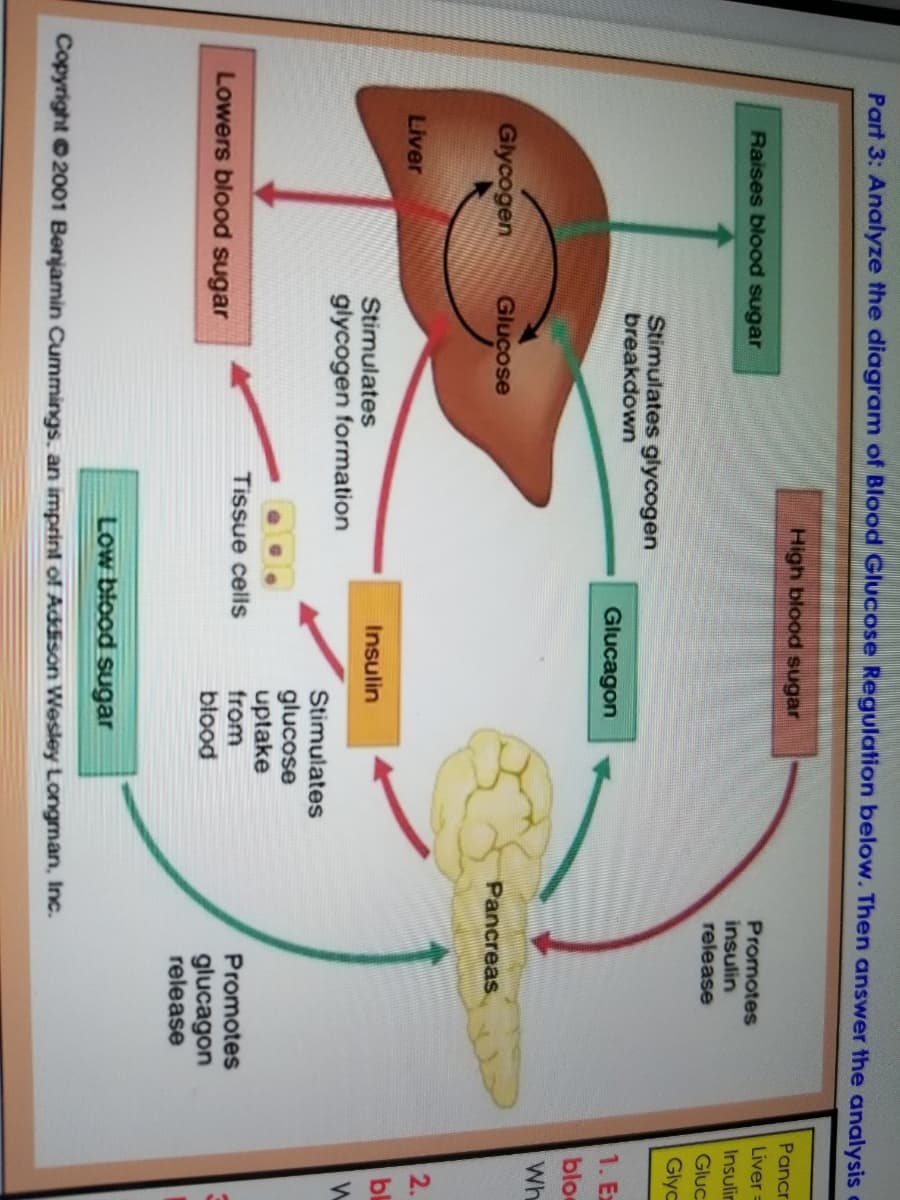 Part 3: Analyze the diagram of Blood Glucose Regulation below. Then answer the analysis
High blood sugar
Pancr
Liver =
Promotes
insulin
release
Raises blood sugar
Insulin
Gluc
Glyc
Stimulates glycogen
breakdown
Glucagon
1. Ex
blo
Wh
Glycogen
Glucose
Pancreas
2.
Liver
bl
Insulin
Stimulates
glycogen formation
Stimulates
glucose
uptake
from
blood
Tissue cells
Promotes
Lowers blood sugar
glucagon
release
Low blood sugar
Copyright 2001 Benjamin Cummings, an imprint of Addison Wesley Longman, Inc.
