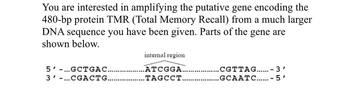 You are interested in amplifying the putative gene encoding the
480-bp protein TMR (Total Memory Recall) from a much larger
DNA sequence you have been given. Parts of the gene are
shown below.
internal region
ATCGGA
5' ..GCTGAC.
3' -...CGACTG......
.CGTTAG.... - 3'
.. .GCA ATC..... - 5'
TAGCCT.
............
