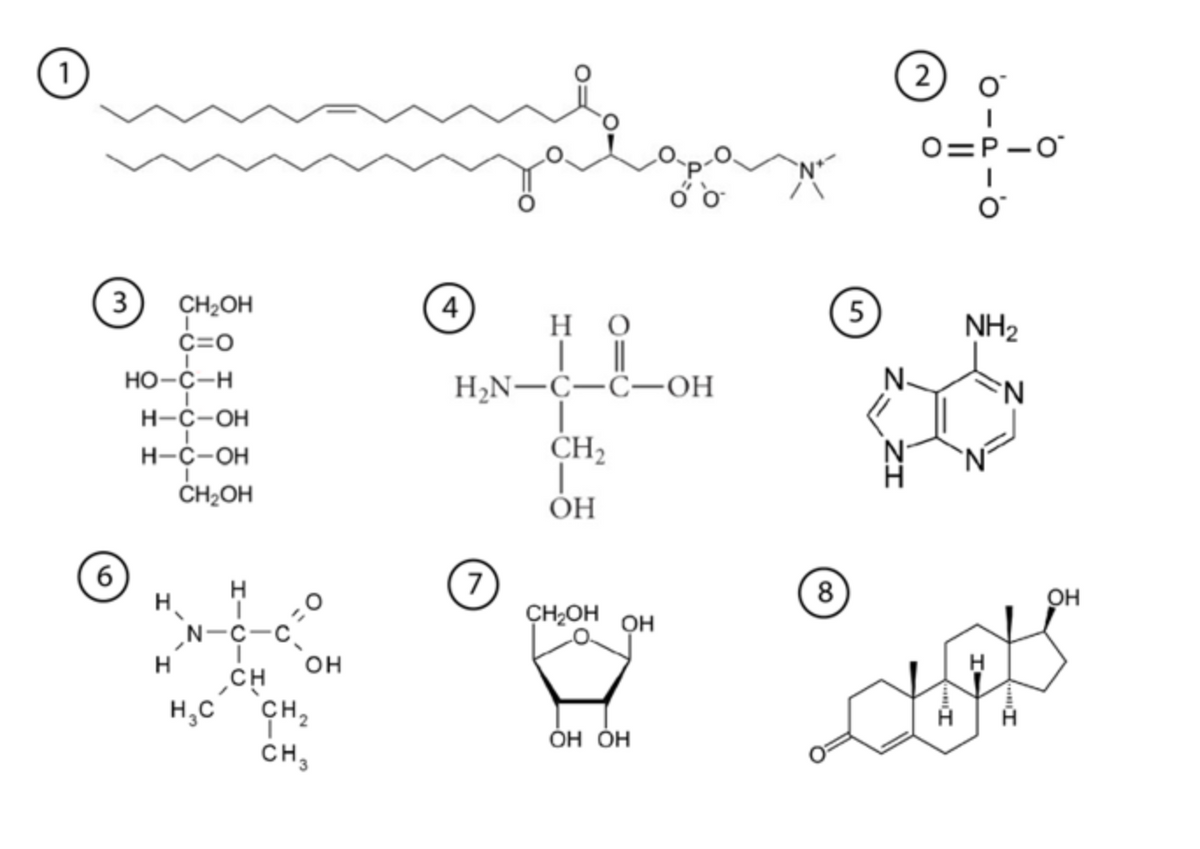 1
3
6
HO-C-H
CH₂OH
c=0
H-C-OH
I
H-C-OH
CH₂OH
H
Н
Н
N-C-C
CH
=0
он
HC CH2
CH3
4
но
TII
H2N-C-C-ОН
7
CH2
|
ОН
CH₂OH ОН
о о
ОН ОН
8
5
2
0
0=P-0
о
NH₂
N
OH