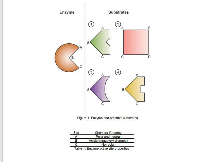 Enzyme
Substrates
B
Figure 1. Enzyme and potential substrates
Chemical Property
Polar and neutral
Acidic (negatively charged)
Nonpolar
Table 1. Enzyme active site properties
Site
A
B
