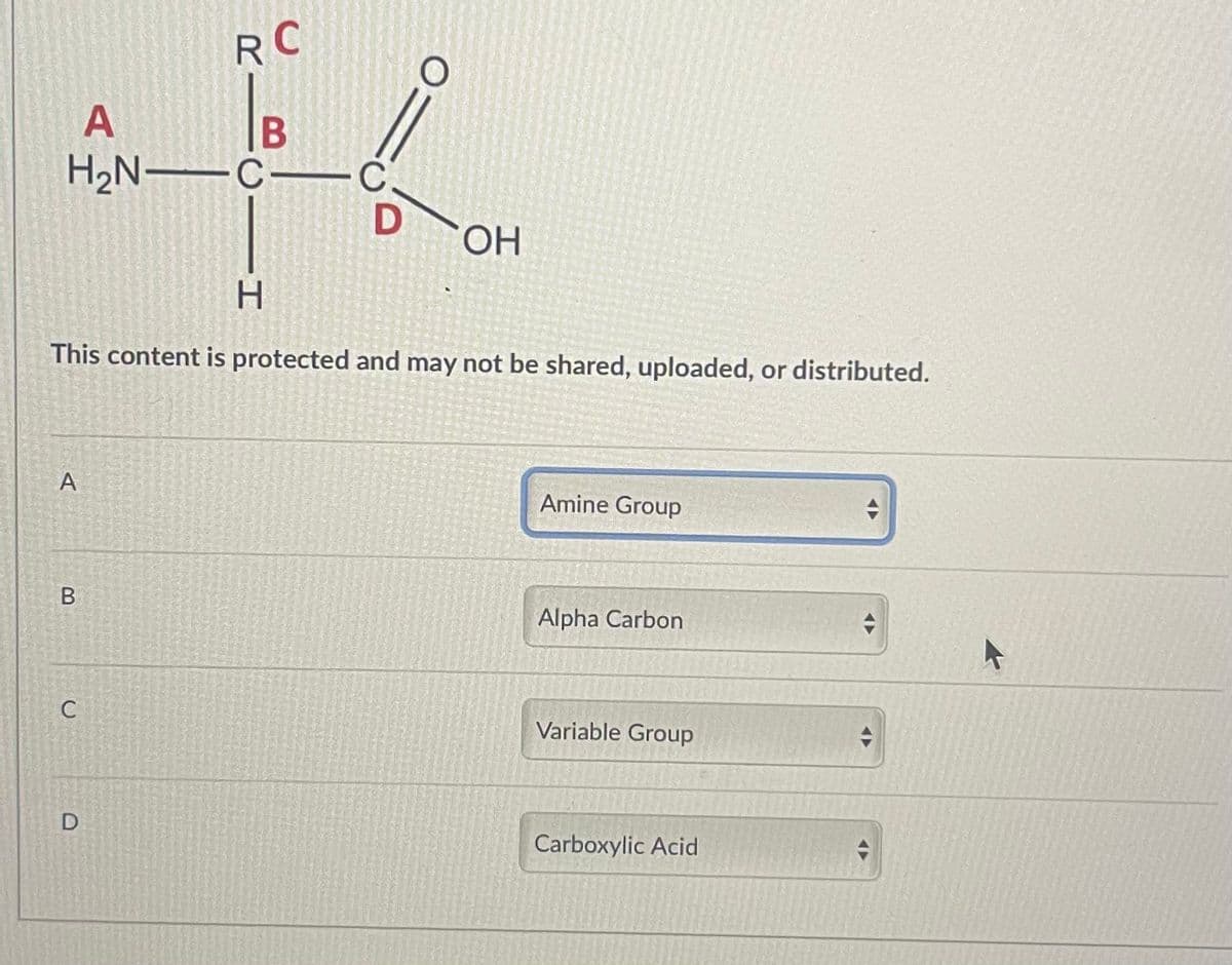 RC
B
H₂N-C- C
D
A
B
C
A
This content is protected and may not be shared, uploaded, or distributed.
D
H
O
OH
Amine Group
Alpha Carbon
Variable Group
Carboxylic Acid
(▶