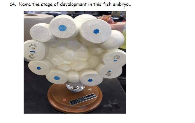 14. Name the stage of development in this fish embryo..
O RATORIES
