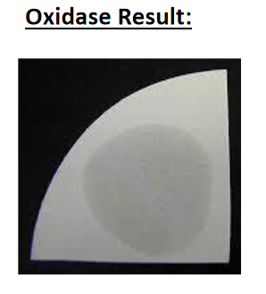 Oxidase Result:
