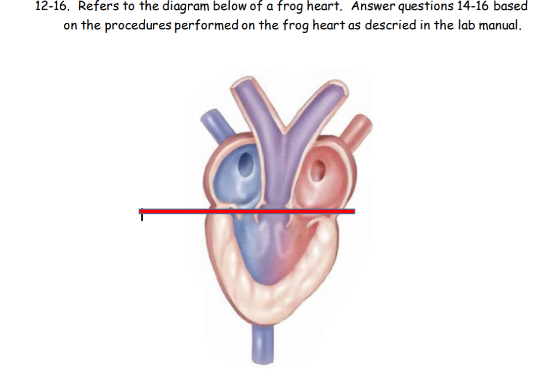 12-16. Refers to the diagram below of a frog heart. Answer questions 14-16 based
on the procedures performed on the frog heart as descried in the lab manual.
