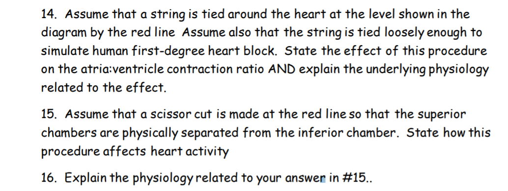 14. Assume that a string is tied around the heart at the level shown in the
diagram by the red line Assume also that the string is tied loosely enough to
simulate human first-degree heart block. State the effect of this procedure
on the atria:ventricle contraction ratio AND explain the underlying physiology
related to the effect.
15. Assume that a scissor cut is made at the red line so that the superior
chambers are physically separated from the inferior chamber. State how this
procedure affects heart activity
16. Explain the physiology related to your answer in #15..
