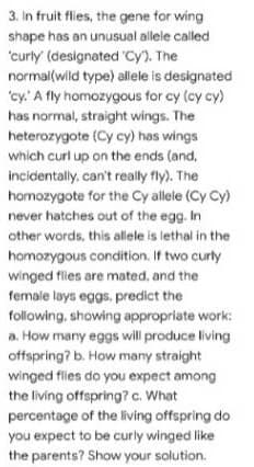 3. In fruit flies, the gene for wing
shape has an unusual allele called
'curly (designated cy). The
normal(wild type) allele is designated
'cy.' A fly homozygous for cy (cy cy)
has normal, straight wings. The
heterozygote (Cy cy) has wings
which curl up on the ends (and,
incidentally, can't really fly). The
homozygote for the Cy allele (Cy Cy)
never hatches out of the egg. In
other words, this allele is lethal in the
homozygous condition. If two curly
winged flies are mated, and the
female lays eggs, predict the
following, showing appropriate work:
a. How many eggs will produce living
offspring? b. How many straight
winged flies do you expect among
the living offspring? c. What
percentage of the living offspring do
you expect to be curly winged like
the parents? Show your solution.
