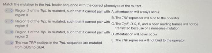 Match the mutation in the trpl. leader sequence with the correct phenotype of the mutant.
O Region 2 of the Trpl. is mutated, such that it cannot pair with A. attentuation will always occur
region 3
B. The TRP repressor will bind to the operator
O Region 3 of the Trpl. is mutated, such that it cannot pair with C. The TrpE, D.C, B, and A open reading frames will not be
region 4
translated because of a nonsense mutation
O Region 1 of the TrpL is mutated, such that it cannot pair with D. attentuation will never occur
region 2
E. The TRP repressor will not bind to the operator
• The two TRP codons in the Trpl sequence are mutated
from UGG to UGA.
