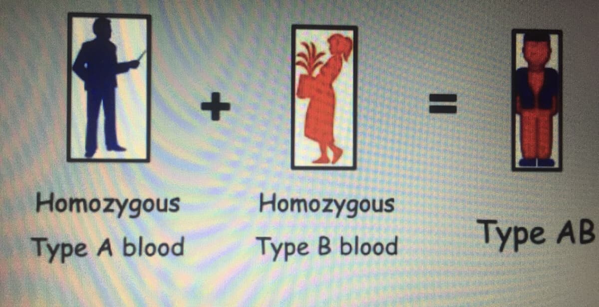 Homozygous
Homozygous
Type A blood
Туре В blood
Туре АB
