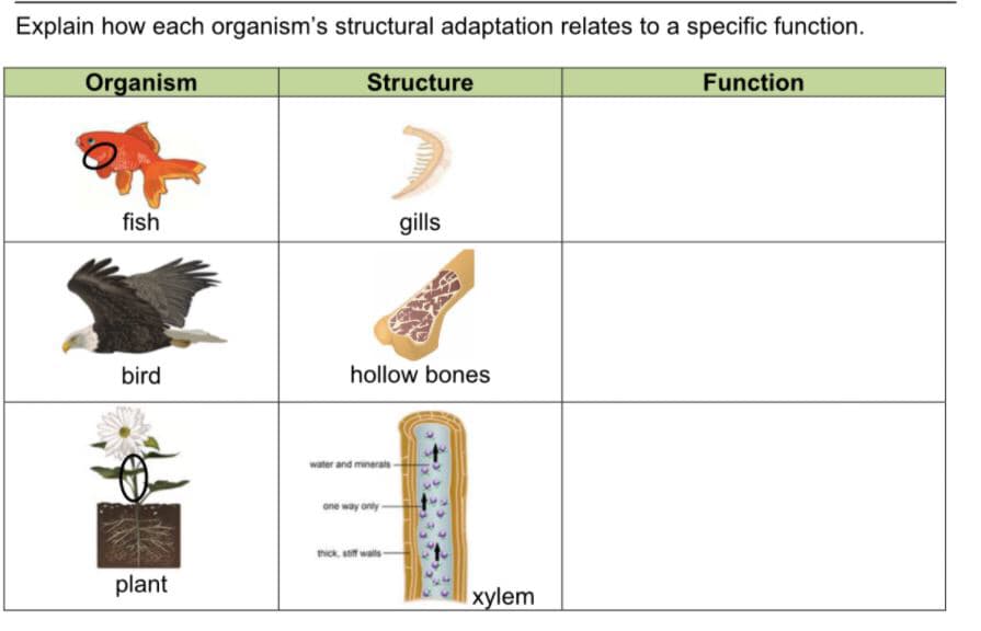 Explain how each organism's structural adaptation relates to a specific function.
Organism
Structure
Function
fish
gills
bird
hollow bones
water and minerals-
one way only-
thick, stif walls-
plant
xylem
