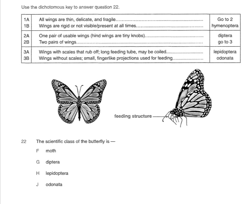 Use the dichotomous key to answer question 22.
1A
Go to 2
All wings are thin, delicate, and fragile...
Wings are rigid or not visible/present at all times...
hymenoptera
1B
One pair of usable wings (hind wings are tiny knobs)..
Two pairs of wings..
2A
diptera
2B
go to 3
ЗА
Wings with scales that rub off; long feeding tube, may be coiled..
Wings without scales; small, fingerlike projections used for feeding..
lepidoptera
3B
odonata
feeding structure
22
The scientific class of the butterfly is –
F moth
G diptera
H lepidoptera
J
odonata
