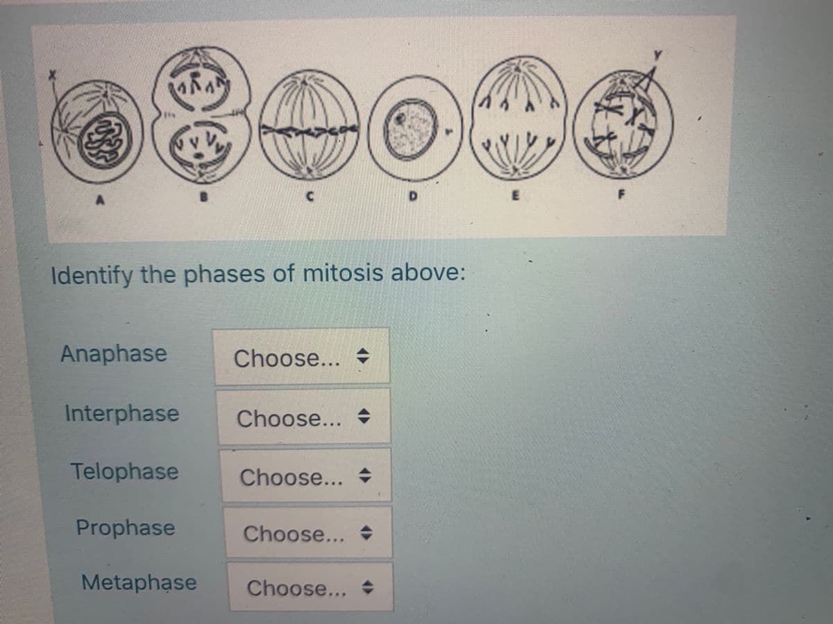 Identify the phases of mitosis above:
Anaphase
Choose... +
Interphase
Choose...
Telophase
Choose... +
Prophase
Choose...
Metaphase
Choose...
