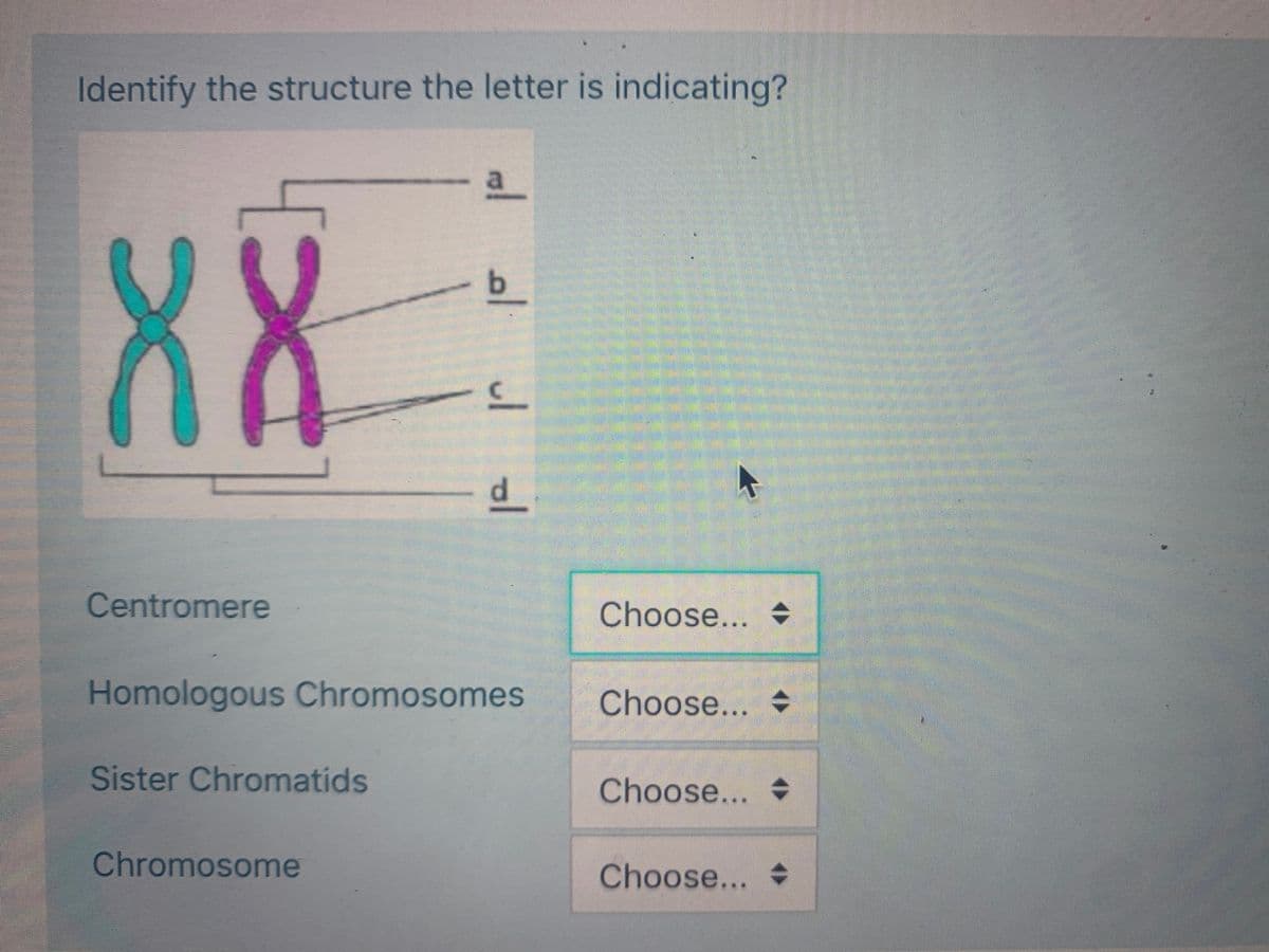 Identify the structure the letter is indicating?
a
88
b.
C.
d.
Centromere
Choose...
Homologous Chromosomes
Choose...
Sister Chromatids
Choose...
Chromosome
Choose...
